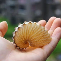 1pcs 5cm natural conch shell mediterranean terraces collection large octopus wall specimens snail gifts decoration shells c o8b1