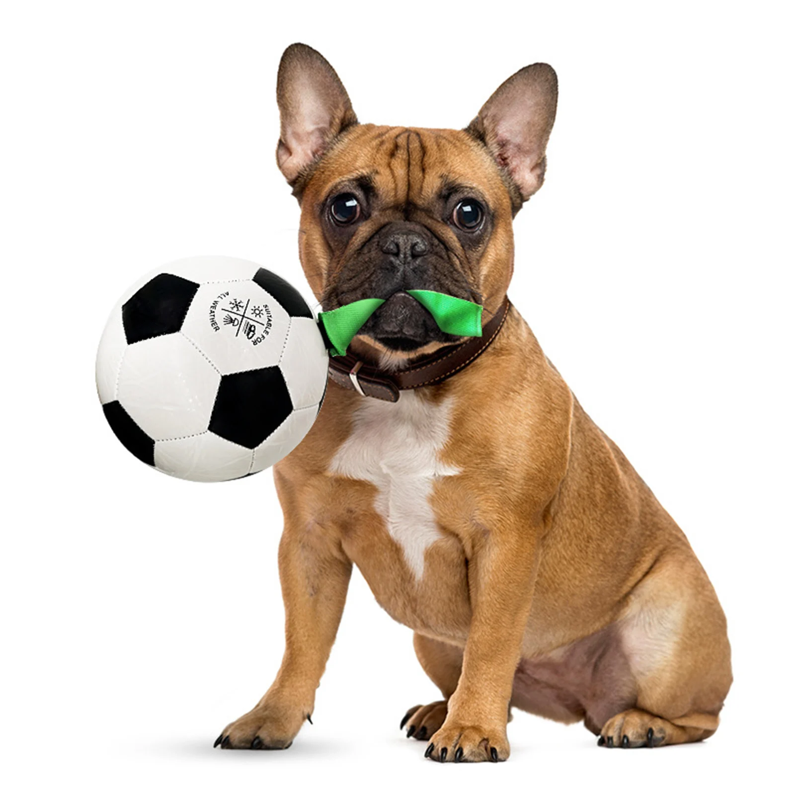 Домашние животные щенки собака Футбол интерактивный мяч газон бассейн Озеро