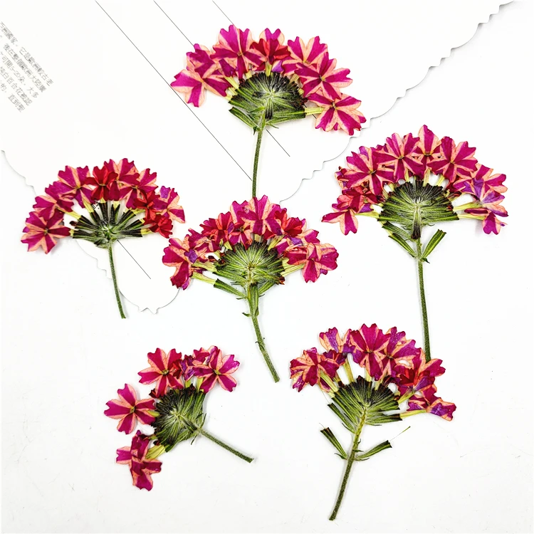 

100pcs,Nature Pressed pink-sakura with Stem,Real Flowers for DIY Wedding invitation Craft Photo Bookmark Gift Card,Facial Decor