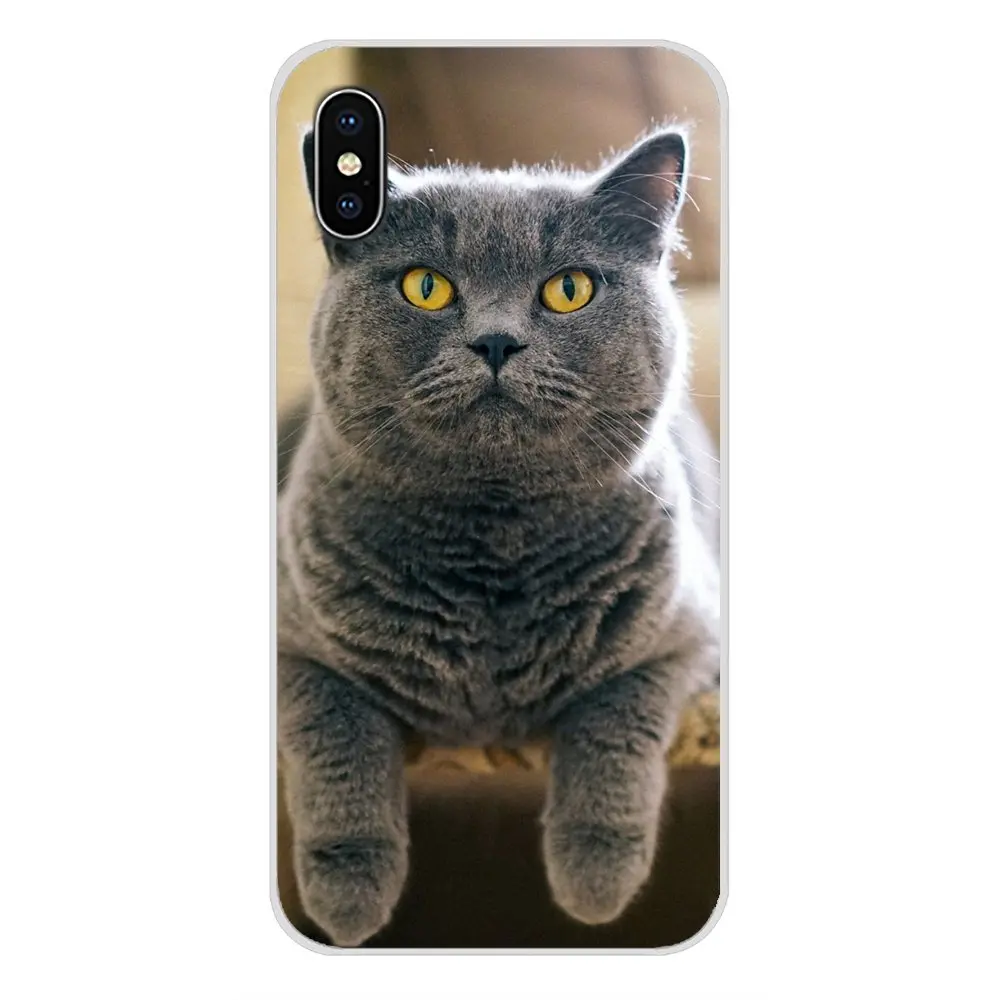 images 10 Для Apple IPhone X XR XS 11Pro MAX 4S 5s 5C SE 6S 7 8 Plus ipod touch 5 6 Британский короткошерстный Кот Топ дизайн силиконовые чехлы - Цвет: images 10