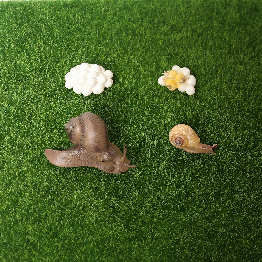 

Realistic Snail Growth Cycle Figure Animal Model Life Cycle of Snail Figures Miniature Garden Decor Collector Educational Toys