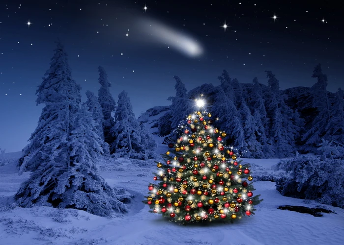 

Christmas winter snow scene Backdrop Xmas rustic pine tree forest wall decor Photo Background for photo Studio Prop