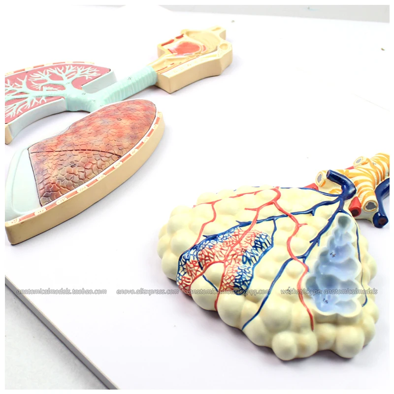

CMAM/12503 Human Respiratory System with Magnified Alveolus, Human Respiratory System Medical Teaching Anatomical Model