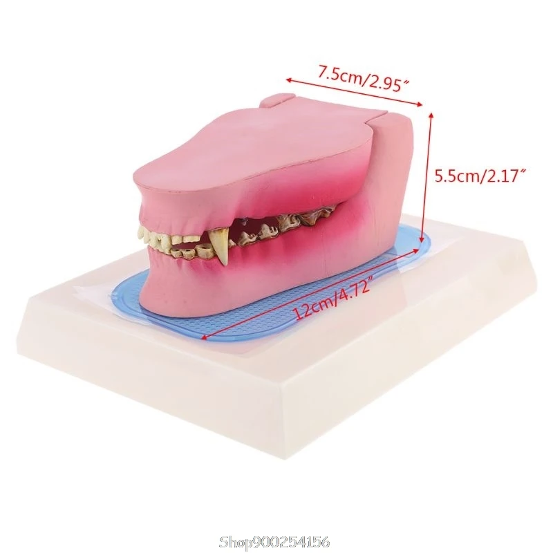 

Dog Tooth Anatomy Model Canine Veterinary Animal Skeleton Veterinary Teaching Anatomy N17 20 Dropship