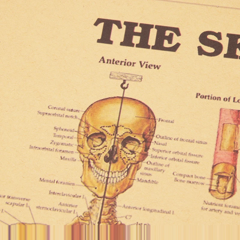 Скелетная система декоративная Ретро картина высокое качество 51 5x35 5 см