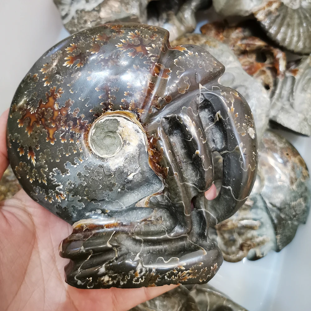 

Natural Ammonite Fossil Natural Handicraft Figurine Quartz Crystal Mineral Specimen Healing Crystal Stone Collection Home Decora