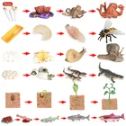 Oenux Животные цикл роста моделирование семян цветов в виде скорпиона лосось крокодил фигурки Модель Фигурки для новорожденных Обучающие ПВХ детские игрушки