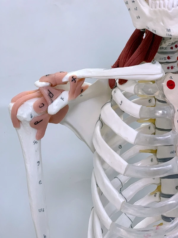 Модель человеческого скелета 170 см 1:1 модель с 206 костями каркас человека всего