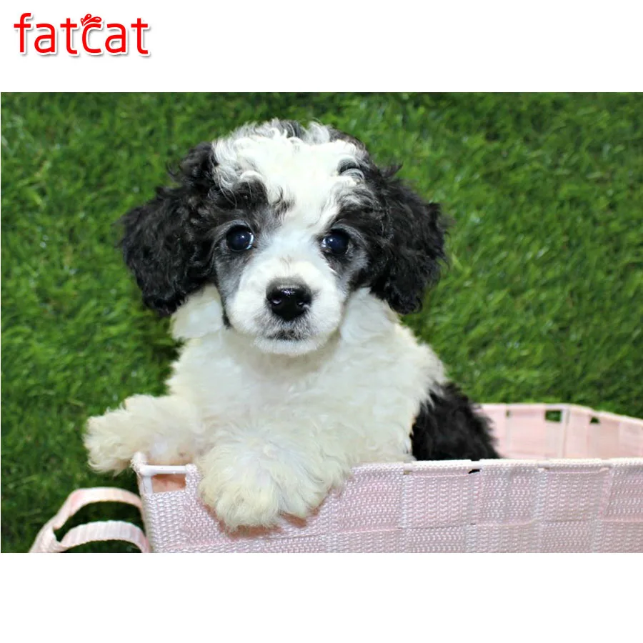 FATCAT DIY алмазная живопись домашняя собака кристалл рукоделие милый Пудель 5d