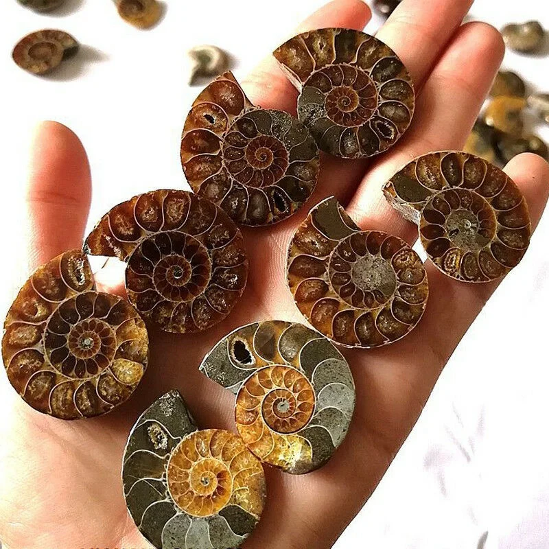 1 Pair Half Cut Natural Ammonite Shell Jurassic Fossil Specimen Madagascar 3-4cm | Дом и сад