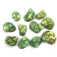 natural shell pendants green conch shape mother of pearl exquisite charms for jewelry making diy bracelet necklaces accessories