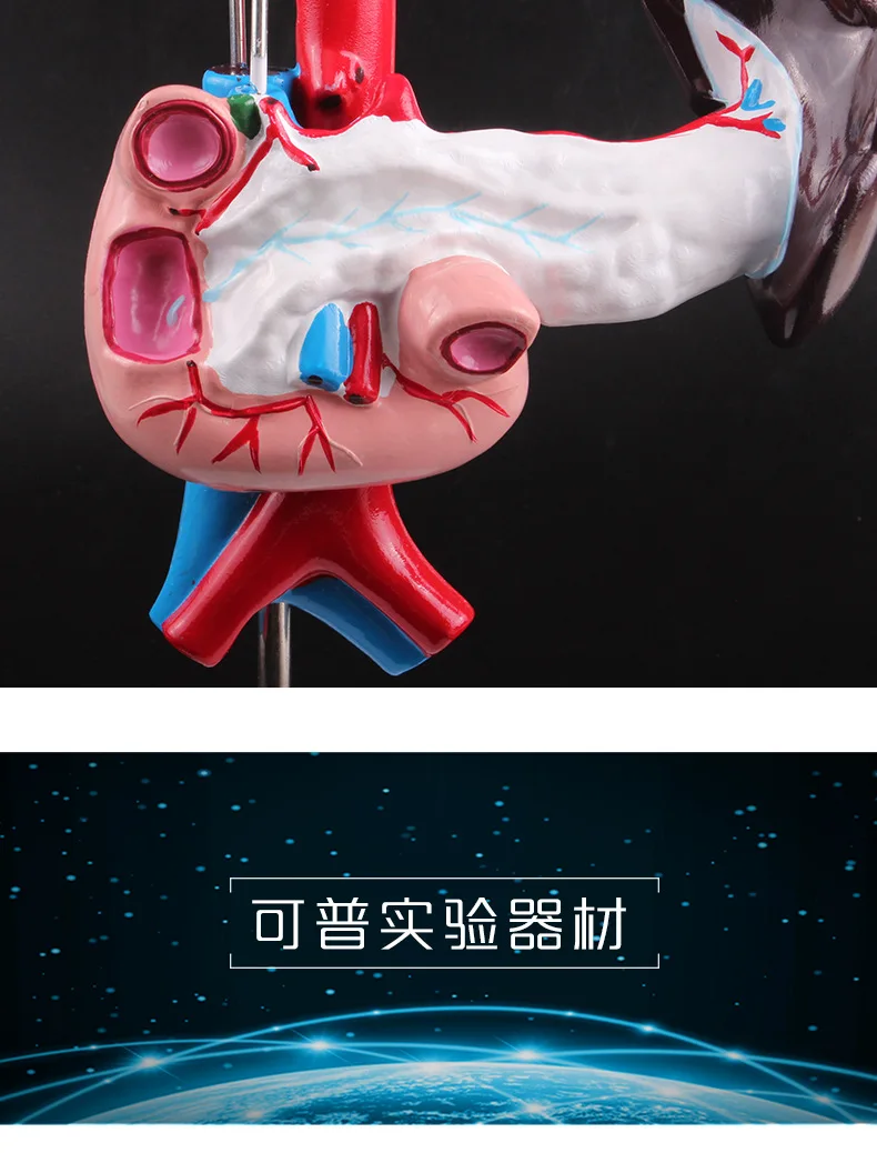 Манекен для тела человека модель манекена хирургической и медицинской практики