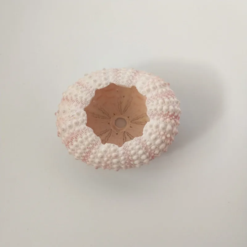 2 шт. ракушки для украшения окон|Ракушки и морские звезды| |