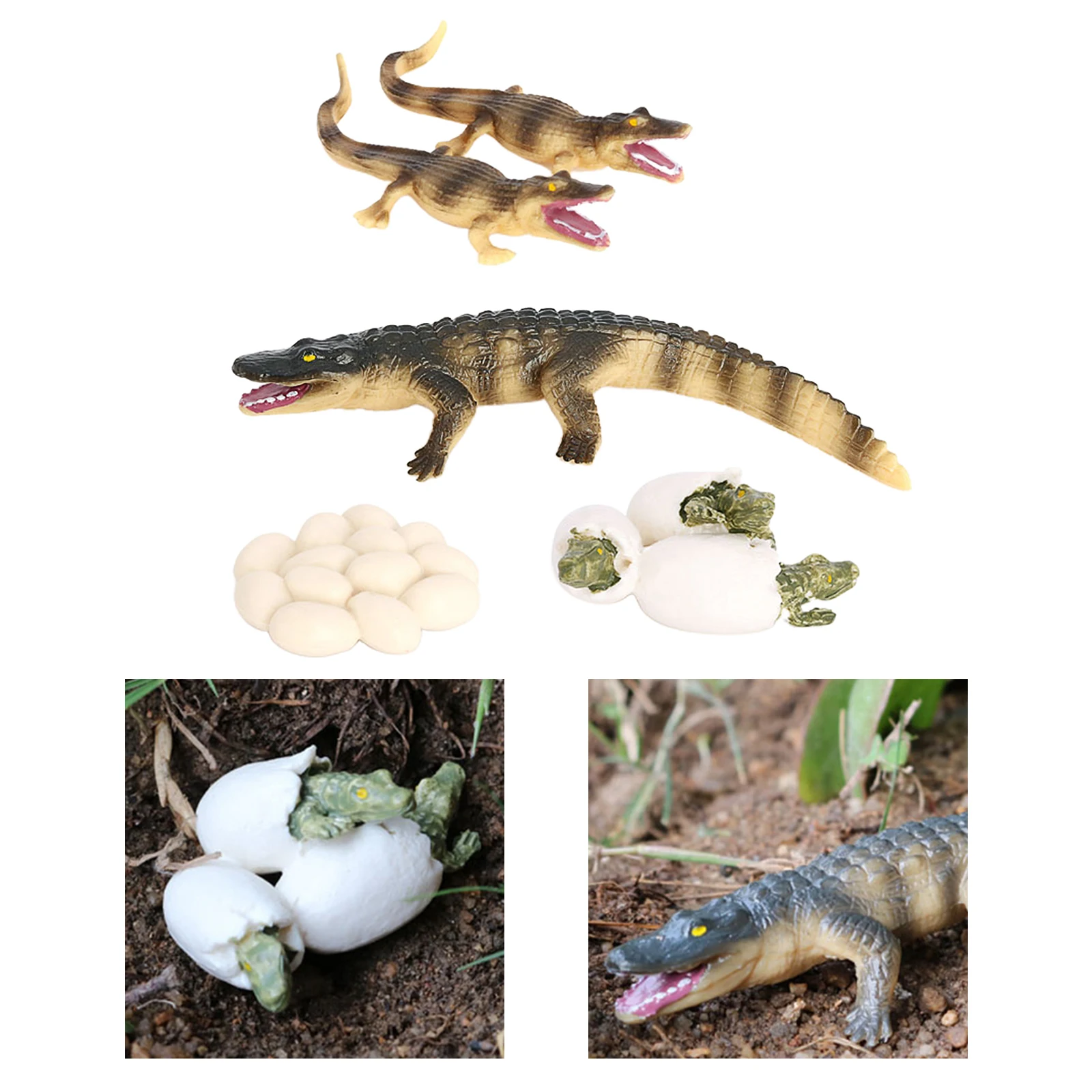 

CrocodileLife Cycle Solid Plastic Toy Animal Bug Growth Cycle Teaching Aid