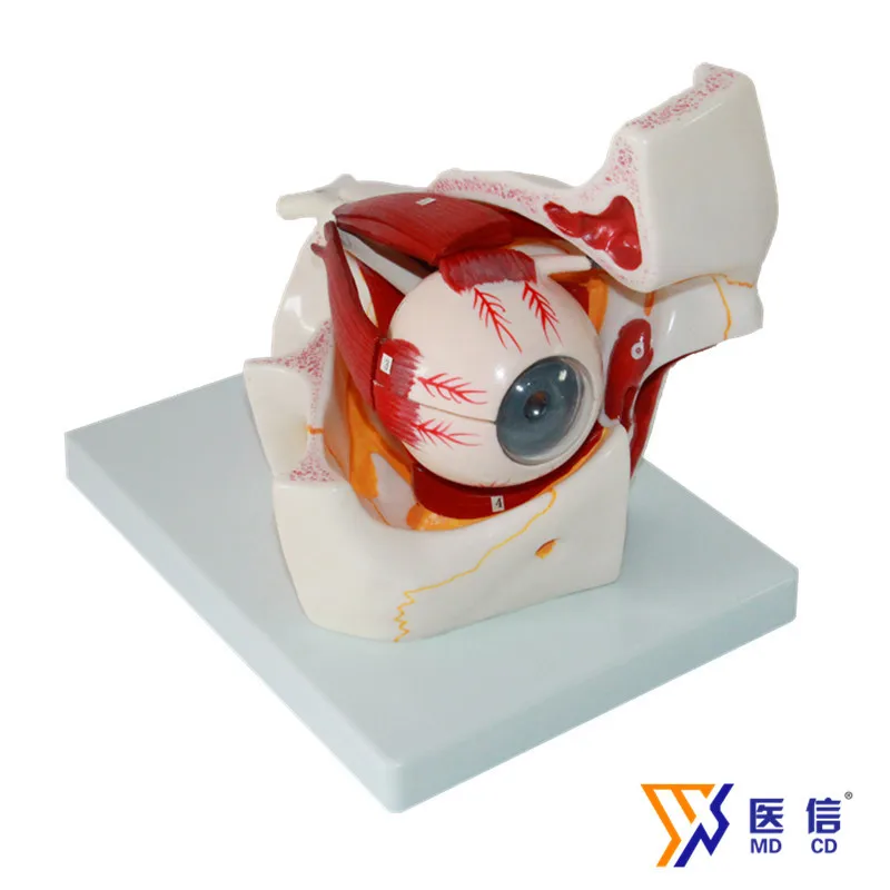 

Halloween Props Human Eyeball Model Eye Sensory Organ and Orbit Eye Magnification Anatomy