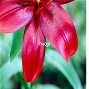 15 Ngryise 20 шт набор Lilium brownii Lily - Цвет: 15