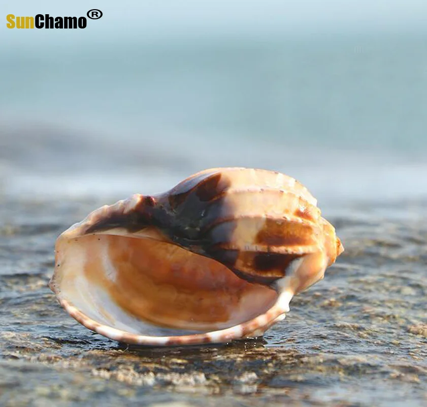 Пианино с улиткой натуральная раковина спиральная морская рыба краба мясистый