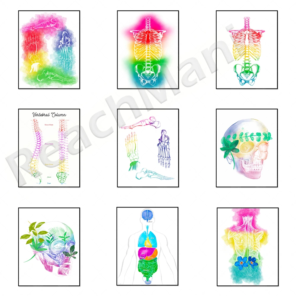 

Gifts for medical students, spinal vertebra anatomy, foot bone anatomy, trunk muscle anatomy, skull anatomy print, colorful anat