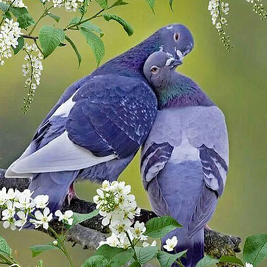Полноразмерная 5D картина сделай сам вышивка крестиком Птицы голубь 3D Алмазные