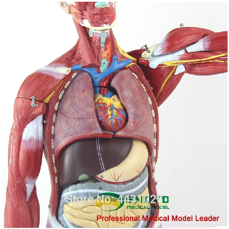 Эново анатомическая модель анатомии человеческого тела мышц и внутренних