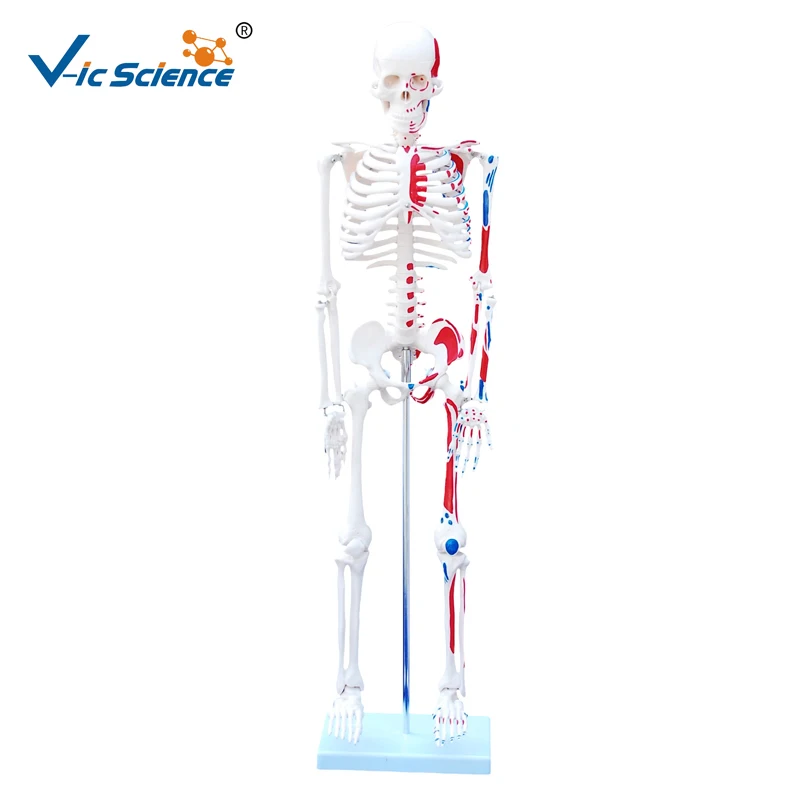 Direct factory 85cm full size human skeleton model with Painted Muscles