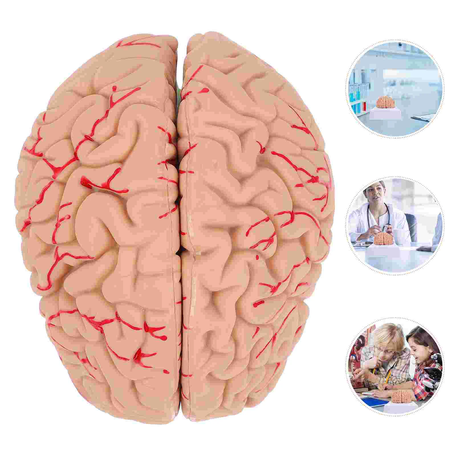 

1pc Human Brain Teaching Model Fake Brain Anatomical Display Model
