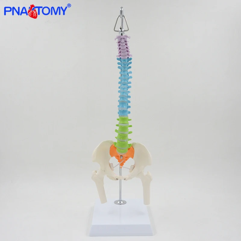

Flexible Human Spine Model 45cm Spinal Column Vertebral Lumbar Anatomical Model Pelvic Anatomy Skeleton Color with Base PNATOMY