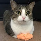 Игрушечные перчатки для кошек, забавные силиконовые перчатки для маленького пальца, массажный инструмент для кошек, модель для левой и правой руки, для маленьких рук