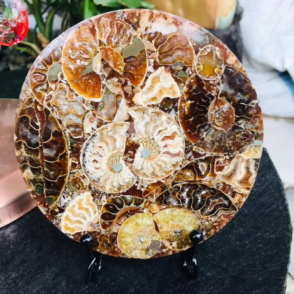 

110 мм мадагаскарская Нефритовая раковина, ископаемый компас, Настольная чайная подставка, декоративная коллекция минеральных куритий + Отп...