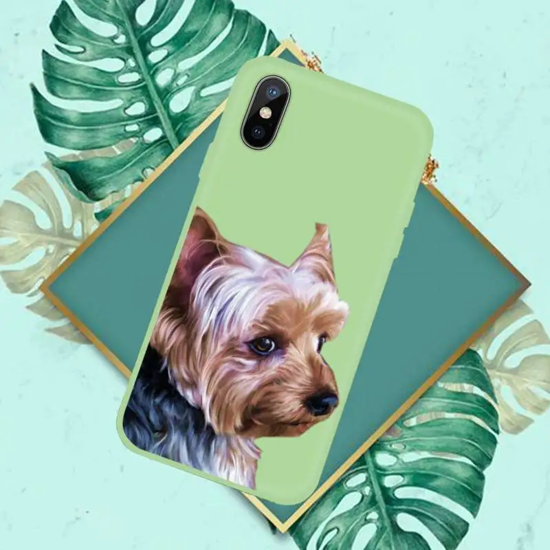 

Yorkshire terrier dog Newest Fashion Novelty Phone Case Candy Color for iPhone 11 12 mini pro XS MAX 8 7 6 6S Plus X SE 2020 XR