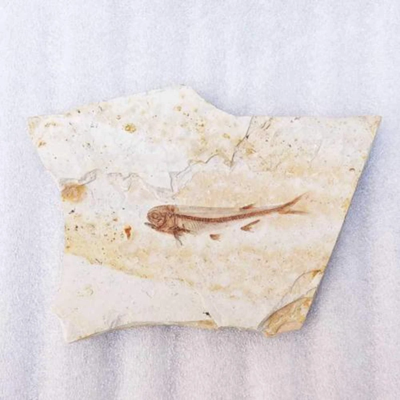 

Fish Fossil Real From Western Liaoning China 150 Million Years Ago Lycopter