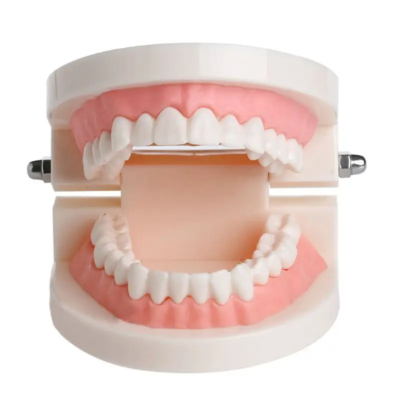 Новая стандартная модель зубов для взрослых|dental tools|tools dentalteeth tools |