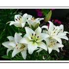 Новинка 5D алмазная картина цветок лилии полный квадратный набор крестиков Алмазная вышивка Moasic украшение на стену