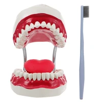 1pc plastic teeth model teaching study demonstration oral education tooth model