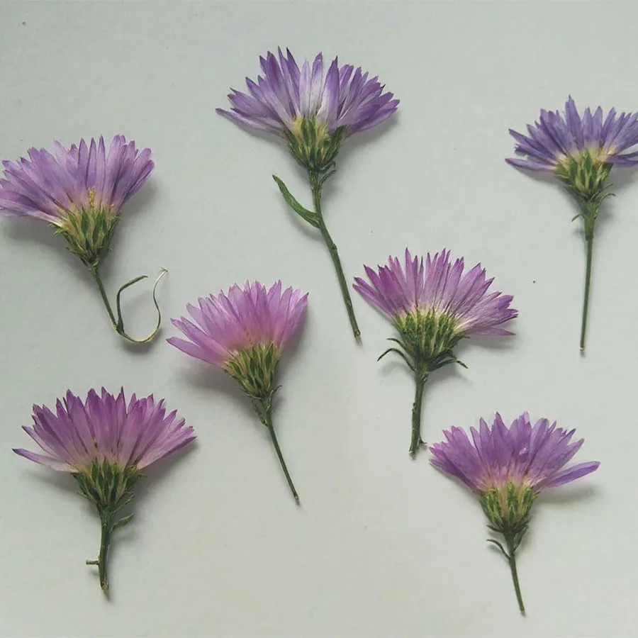 

60pcs Dried Side Pressed Symphyotrichum Novi-belgii Flower Plants Herbarium For Postcard Jewelry Bookmark Invitation Card Craft