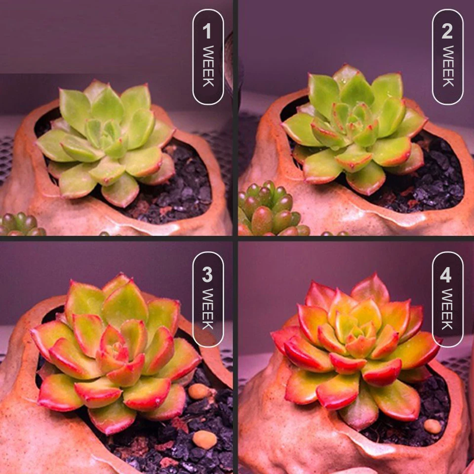 Фитоламсветильник светодиодсветодиодный полного спектра для выращивания