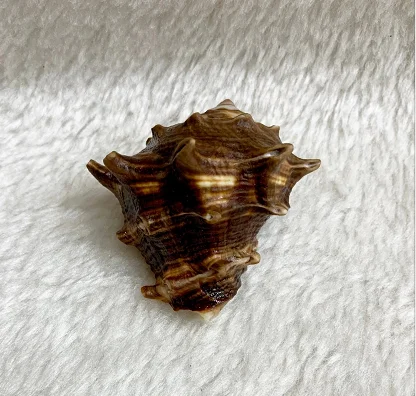

4.2 cm Brown Fist Snail Collection Rare Snail
