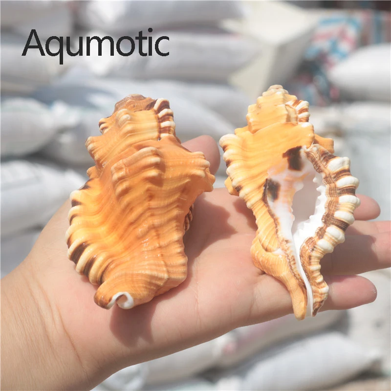 Aqumotic уникальный киматиум лоторий желтый 1 шт. Натуральный Черно-пятнистый Тритон
