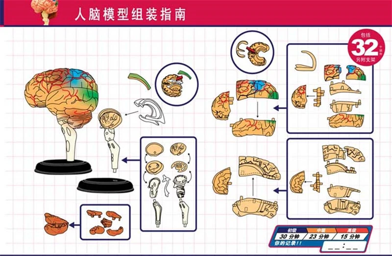 Модель анатомии человеческого организма мозга для медицинского обучения, головоломка 4D Master для сборки.