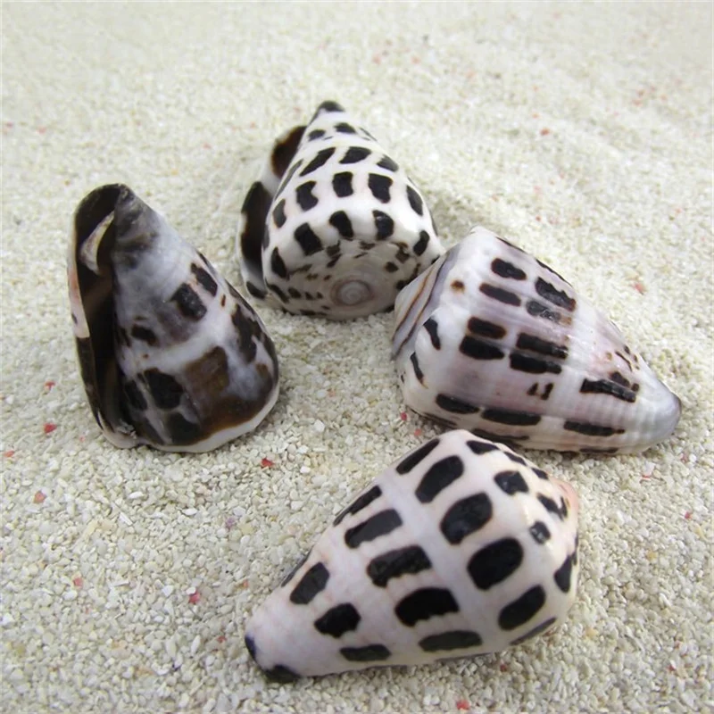 

Новый стиль, украшение для дома/свадьбы/вечерние украшения из натурального раковины, украшение для аквариума, бутиковое точечное украшение...