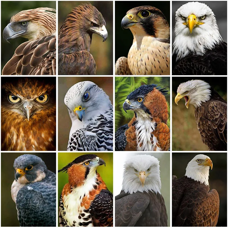 

Eagle Diy 5D Diamond Painting Full Square Drill Cross Stitch Rhinestone Bird Diamond Embroidery Mosaic Wall Art Home Decor