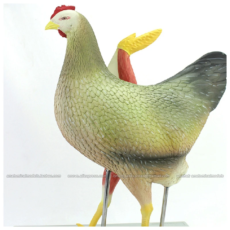 CMAM/12009 Hen 8 частей пластиковая анатомическая модель для обучения животным|anatomical