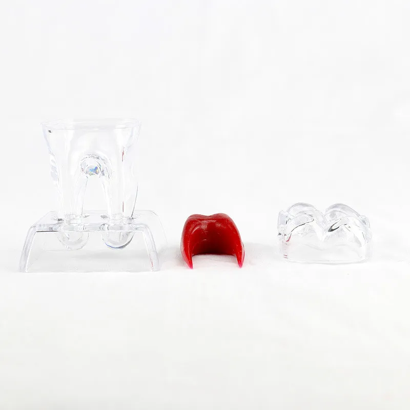 Прозрачная анатомическая модель человеческого зуба отсоединяемого