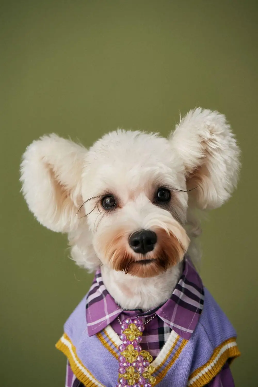 Одежда для домашних животных Осенняя тонкая зеленая рубашка Трикотажный жилет