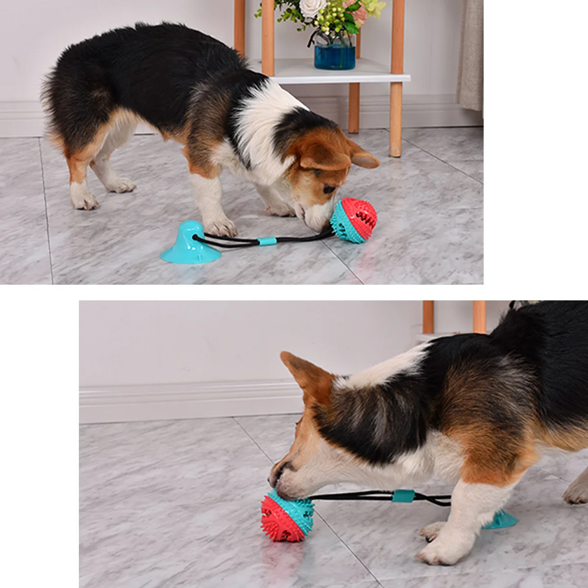 

Pet toys new dog suction cup leakage chewable molars toy ball