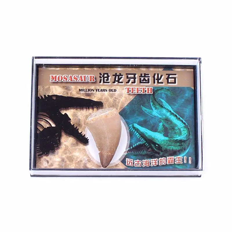 1 коробка животных динозавр мосазавр окаменелости зубов образец научное