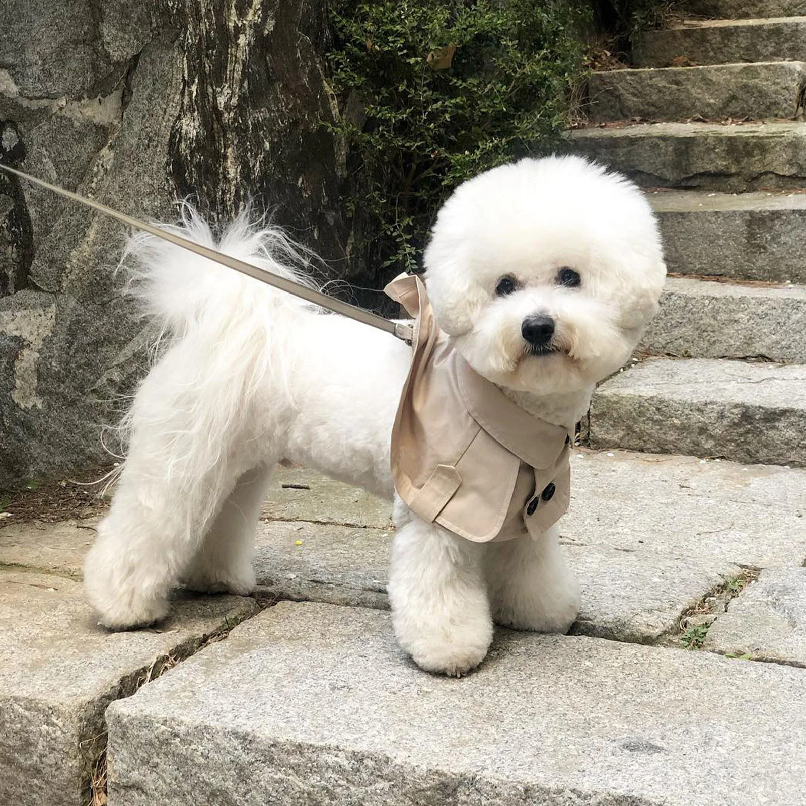 Teddy Bichon корги французский боевые британский стиль повязки Горячая распродажа!