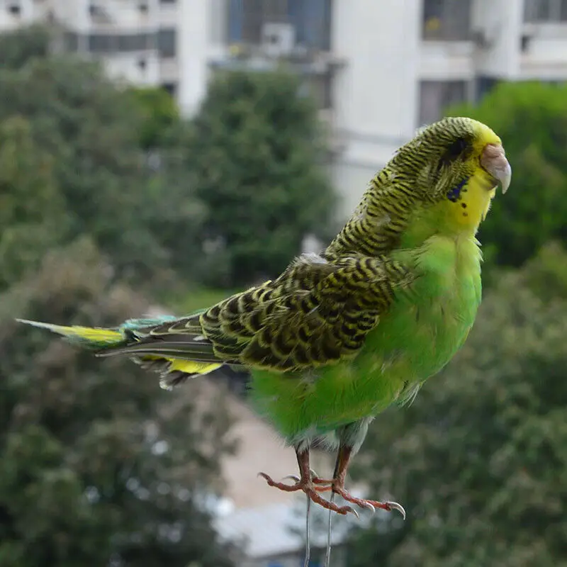 

Таксидермия начинкой Евразийский зеленого цвета Melopsittacus напалеон/волнистый Попугайчик волнистый попугай образца обучения/каблуке с украшениями