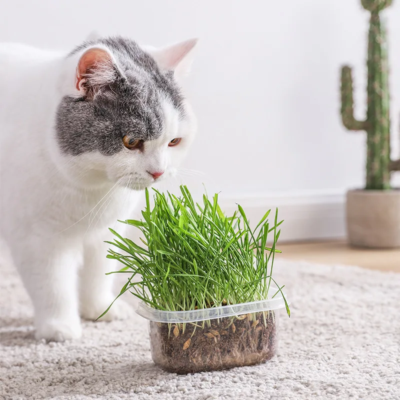 

Bai click cat grass planting suit vermiculite mint cats snacks to the bulb type of hydroponic wheat grass