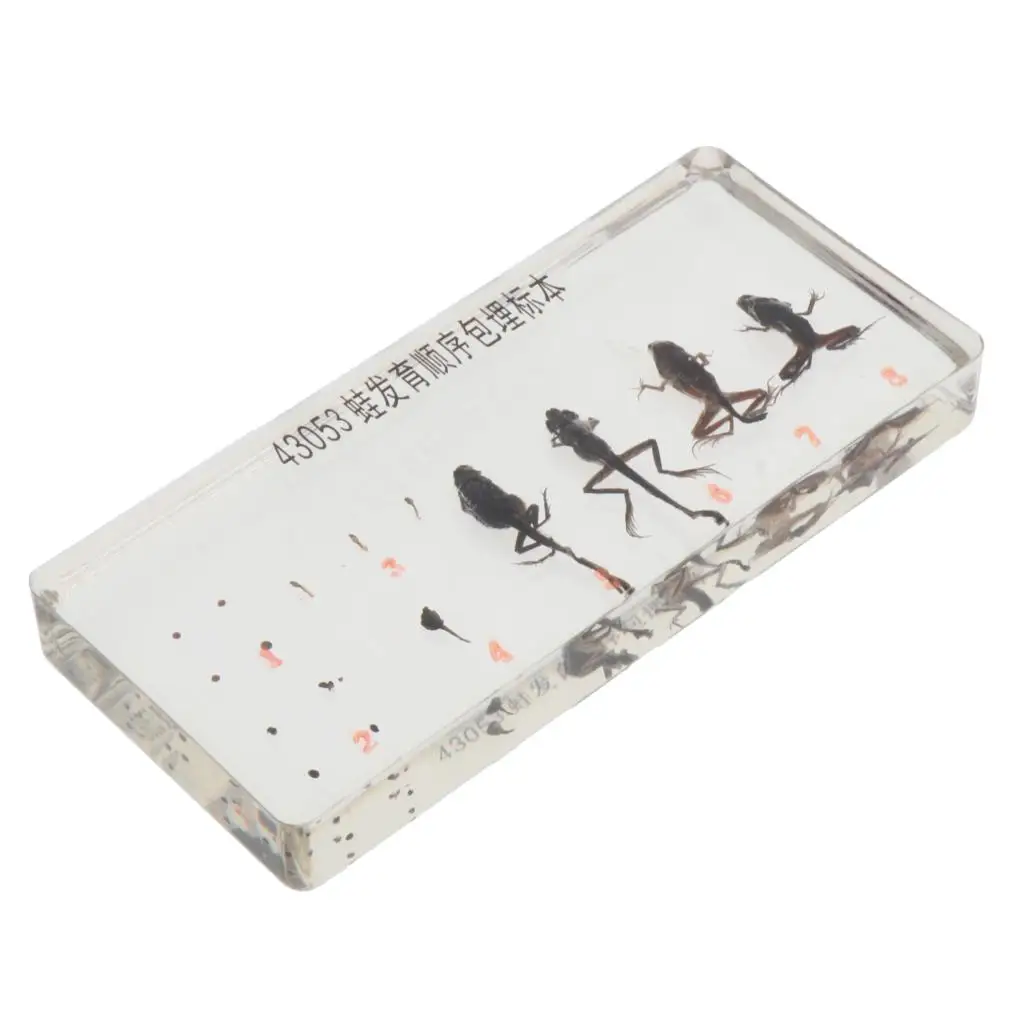 

Insect Specimen Creative Desk Collection Kids Gift